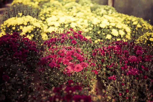 Krysantemum blommor inuti ett växthus — Stockfoto