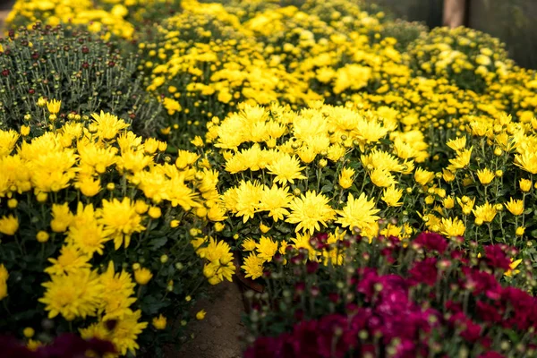 Fleurs de chrysanthème à l'intérieur d'une serre — Photo