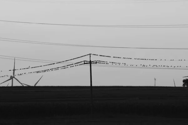 Pássaros sentados em linhas eléctricas — Fotografia de Stock