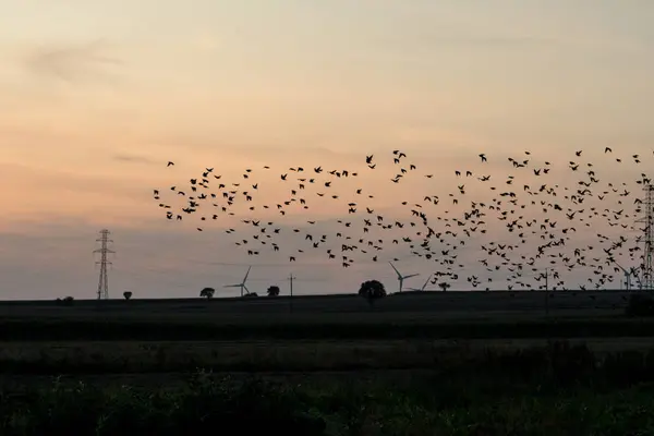 Susnet με πτηνά σε αγρούς — Φωτογραφία Αρχείου