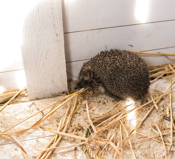 Свиньи на досках белого цвета