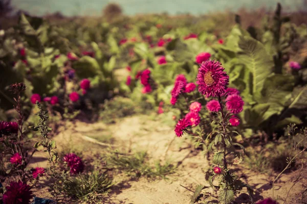 Rózsaszín virágok a mezőn — Stock Fotó