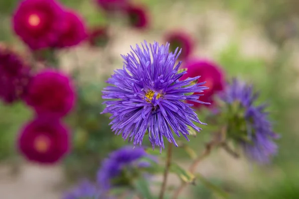 Close up de flores violetas — Fotografia de Stock
