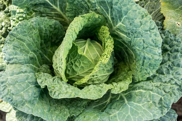 Detail of savoy cabbage — Stock Photo, Image