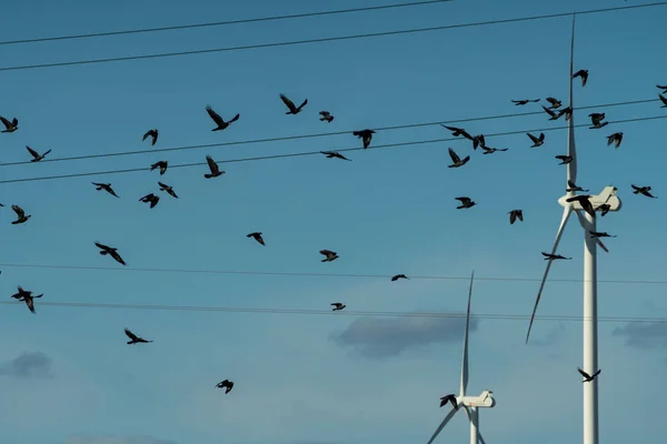 Păsări care zboară în fața turbinelor eoliene — Fotografie, imagine de stoc