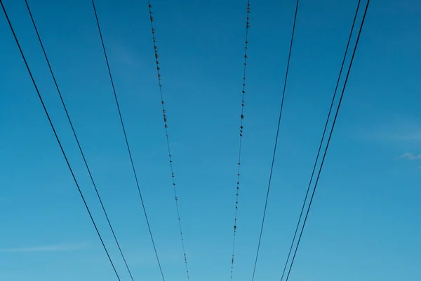 Vogels zittend op elektrische leidingen — Stockfoto