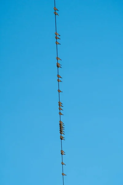 Pássaros sentados em linhas eléctricas — Fotografia de Stock