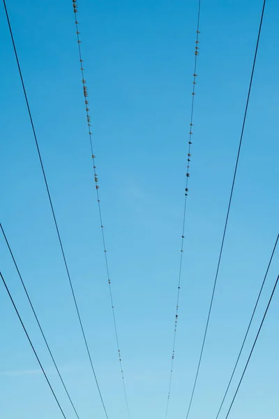 Pássaros sentados em linhas eléctricas — Fotografia de Stock