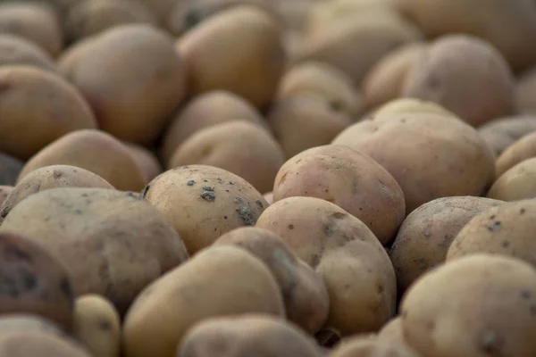 Potatoes covered with dirt — Stock Photo, Image