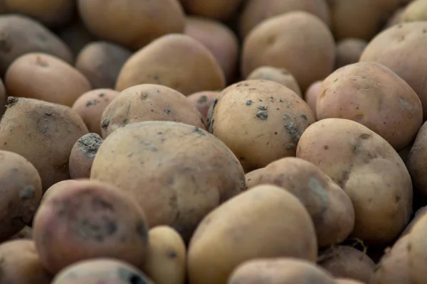 Potatoes covered with dirt — Stock Photo, Image