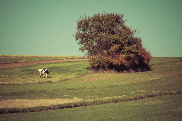 Leere Felder und Kuh neben einem einzigen Baum — Stockfoto