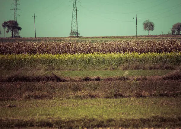 空旷的田野和老旧的玉米 — 图库照片