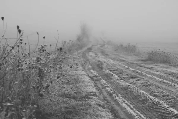 Weeds and herbs covered in hoar frost in a foggy day — Stock Photo, Image