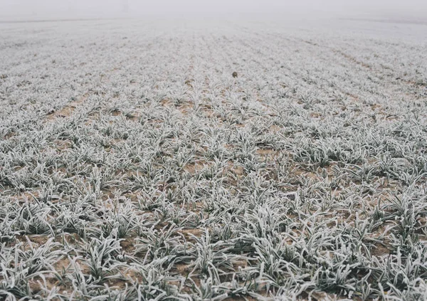 Malá pšenice na poli pokrytá mrazem — Stock fotografie