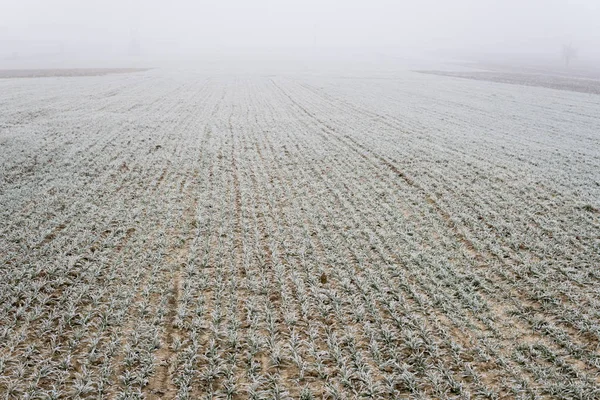 Small wheat in the field covered with frost — Stock Photo, Image
