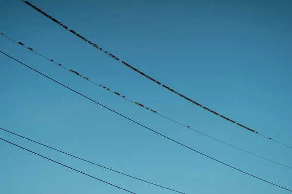 Птицы сидят на линиях электропередач — стоковое фото