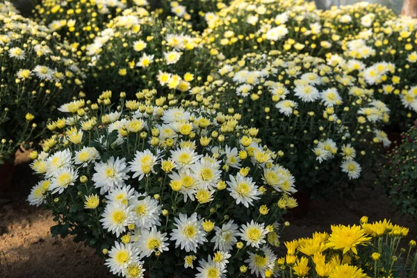 Flores de crisantemo dentro de un invernadero — Foto de Stock