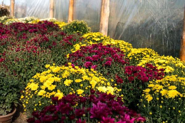 Krizantém virágok üvegházban — Stock Fotó