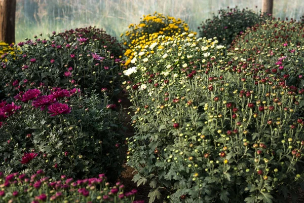 Chrysanthemenblüten in einem Gewächshaus — Stockfoto