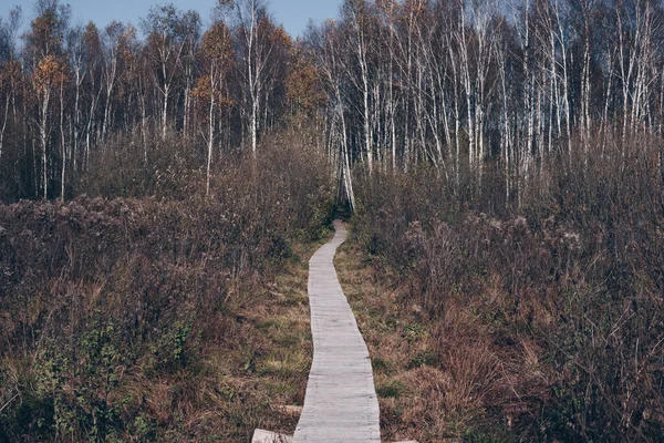 Caminho através de pântanos — Fotografia de Stock