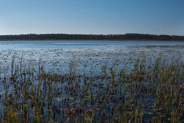 Phragmites em uma costa de um lago dystrophic — Fotografia de Stock