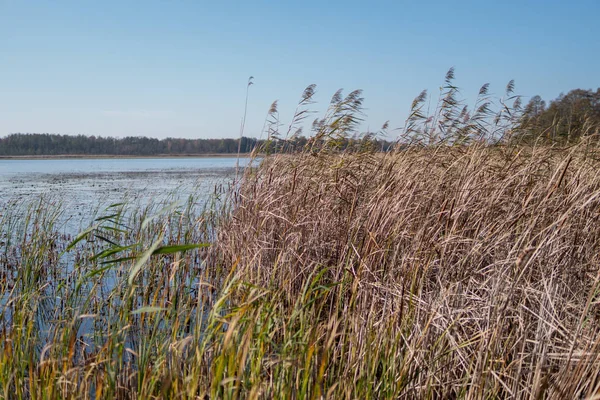 Phragmites em uma costa de um lago dystrophic — Fotografia de Stock