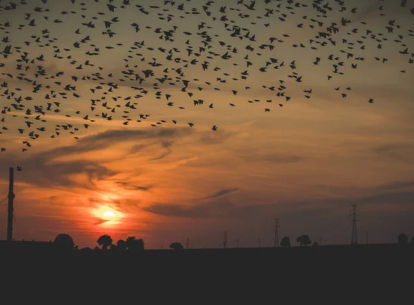 Susnet z ptakami na polach — Zdjęcie stockowe