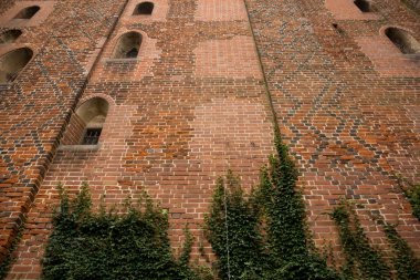 august 2019, malbork, poalnd: ivy climbing on a walls of medieval castle of malbork