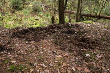 Polonya 'daki Rosochacz doğa koruma alanında yabandomuzu tarafından bir ormanın içinde kazılmanın etkileri. 