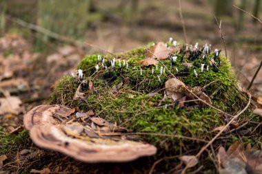 Polonya 'da Rosochacz doğa koruma alanında yeşil yosunlarla kaplı bir ağaç gövdesinde büyüyen küçük beyaz mantar.