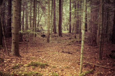 Polonya 'da Rosochacz doğa koruma alanında sonbahar mevsimi boyunca bir ormanın manzarası