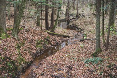 Polonya 'daki Rosochacz doğa rezervinde sonbahar mevsiminin sonunda bir ormanın içindeki küçük bir dere üzerinde devrilmiş bir ağaç.