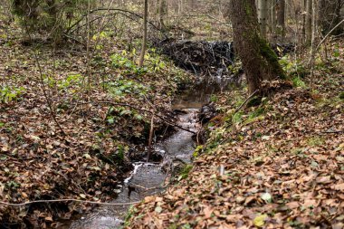 Polonya 'daki Rosochacz doğa koruma alanında sonbahar mevsimi boyunca ormanın içindeki küçük bir nehirde kunduz barajı.
