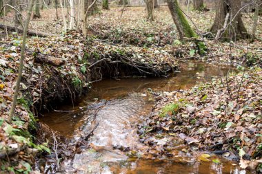 Polonya 'daki Rosochacz doğal koruma alanındaki bir ormanın içindeki küçük bir derede su erozyonunun etkisi olarak ortalama oluşum.