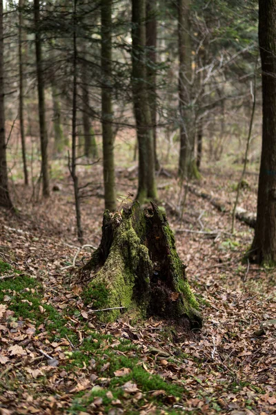 Tronco Árbol Podrido Cubierto Musgo Reserva Natural Rosochacz Polonia —  Fotos de Stock