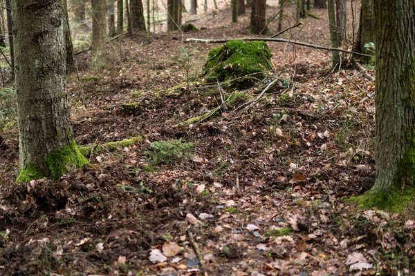 Efeitos Escavação Solo Dentro Uma Floresta Por Javali Reserva Natural — Fotografia de Stock