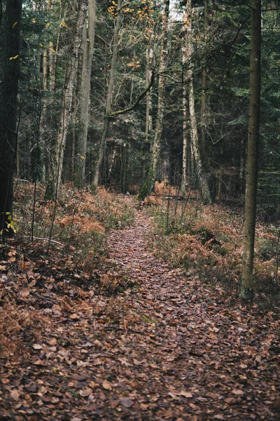 Caminho Terra Através Meio Uma Floresta Durante Estação Outono Reserva — Fotografia de Stock