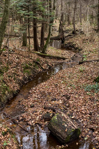Árbol Caído Sobre Pequeño Arroyo Dentro Bosque Durante Final Temporada —  Fotos de Stock