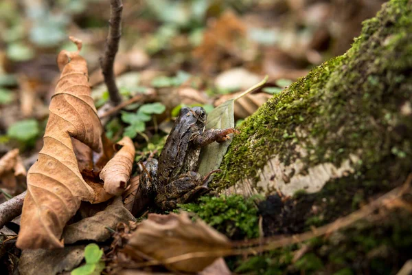 Kis Béka Egy Fatörzsön Mohával Borítva Erdőben Őszi Szezonban — Stock Fotó