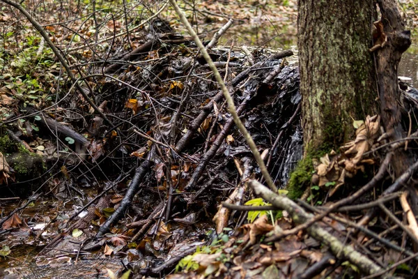 Barragem Castor Pequeno Rio Dentro Uma Floresta Durante Temporada Outono — Fotografia de Stock