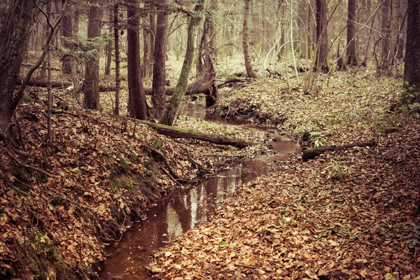 Árbol Caído Sobre Pequeño Arroyo Dentro Bosque Durante Final Temporada —  Fotos de Stock