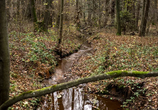 波兰罗索卡茨自然保护区秋末森林里的一条小河 — 图库照片
