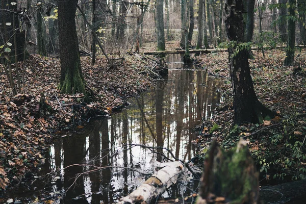 Arbre Tombé Sur Petit Ruisseau Intérieur Une Forêt Fin Saison — Photo