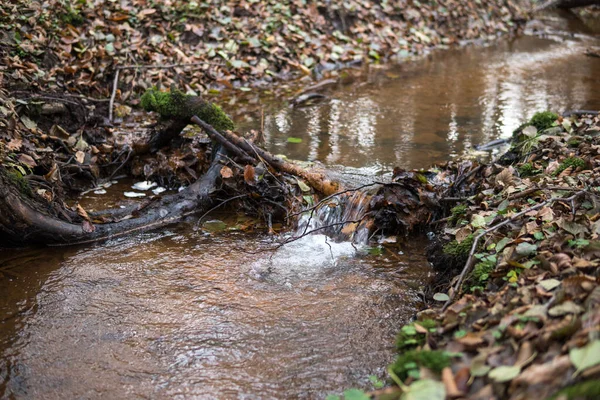 Pequeno Fluxo Dentro Uma Floresta Fim Estação Outono Reserva Natural — Fotografia de Stock