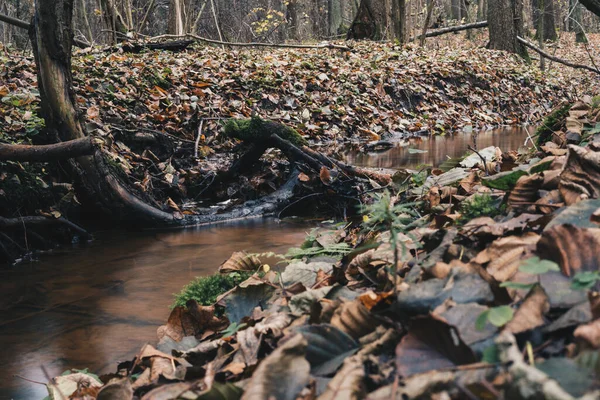 Pequeno Fluxo Dentro Uma Floresta Fim Estação Outono Reserva Natural — Fotografia de Stock