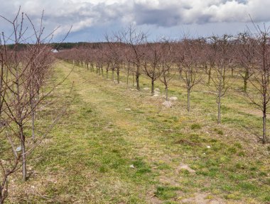 Baharın başında yaprakları ve meyveleri olmayan boş elma ağaçlarıyla dolu bir manzara.