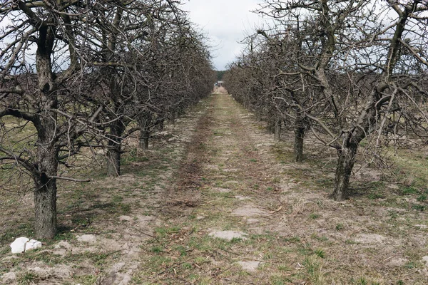 没有叶子和果实的空旷的老苹果树在春天开始时的风景 — 图库照片