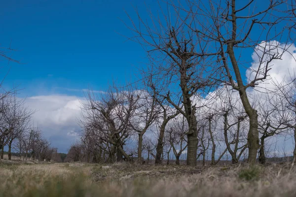 Landschaft Mit Leeren Apfelbäumen Ohne Blätter Und Früchte Zum Frühlingsanfang — Stockfoto