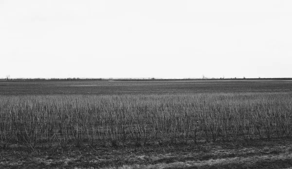 Krajina Plantáží Chokeberry Keře Začátku Jara — Stock fotografie