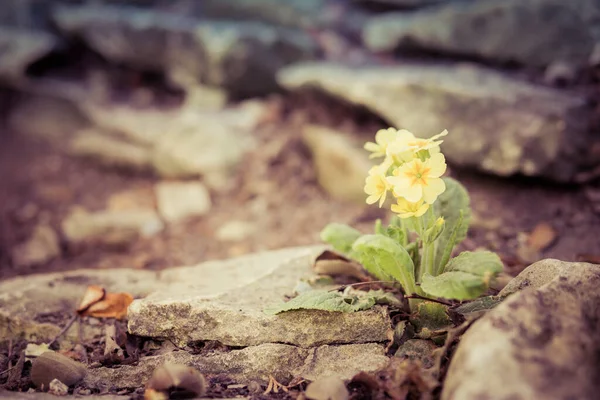 春に石灰岩に小さな黄色い花を咲かせ — ストック写真